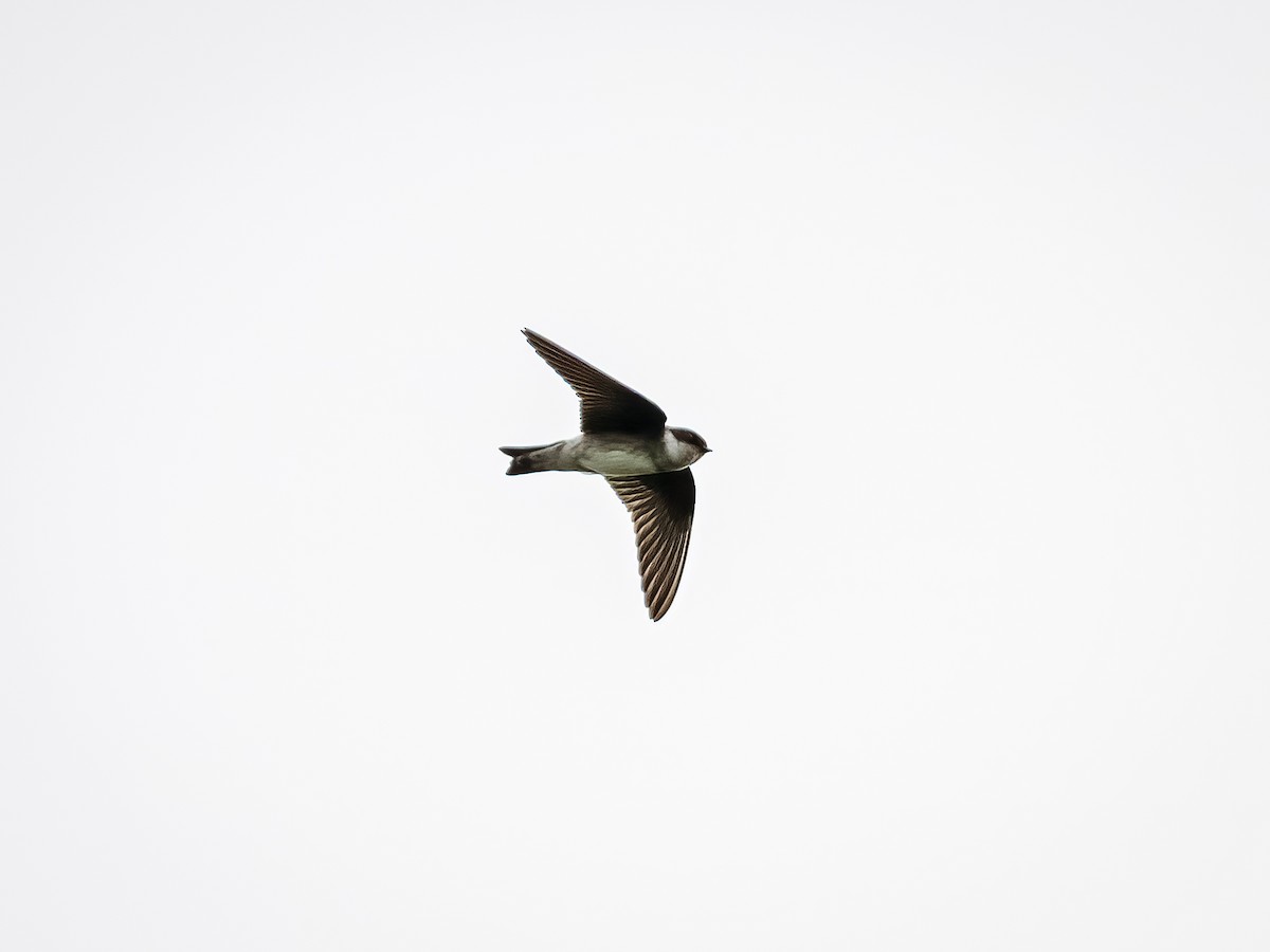 Asian House-Martin - ML643865122