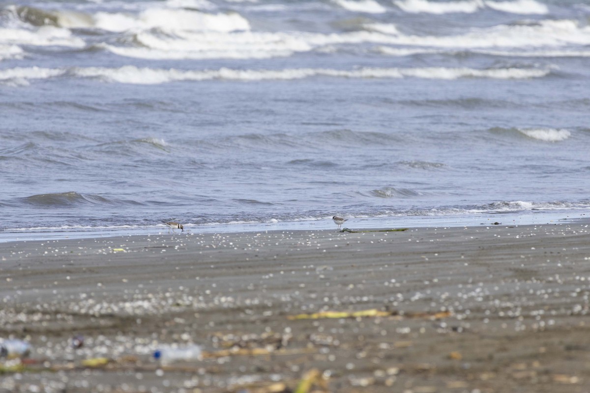 Common Ringed Plover - ML643865124