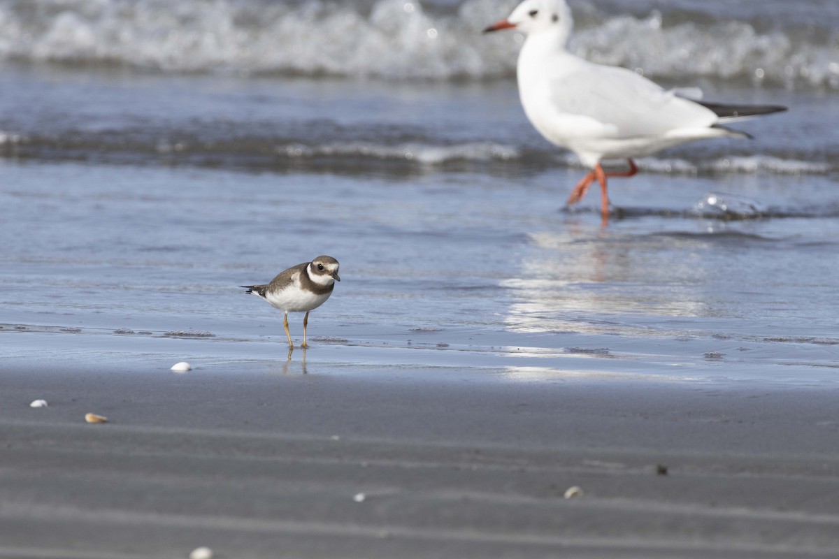 Common Ringed Plover - ML643865125