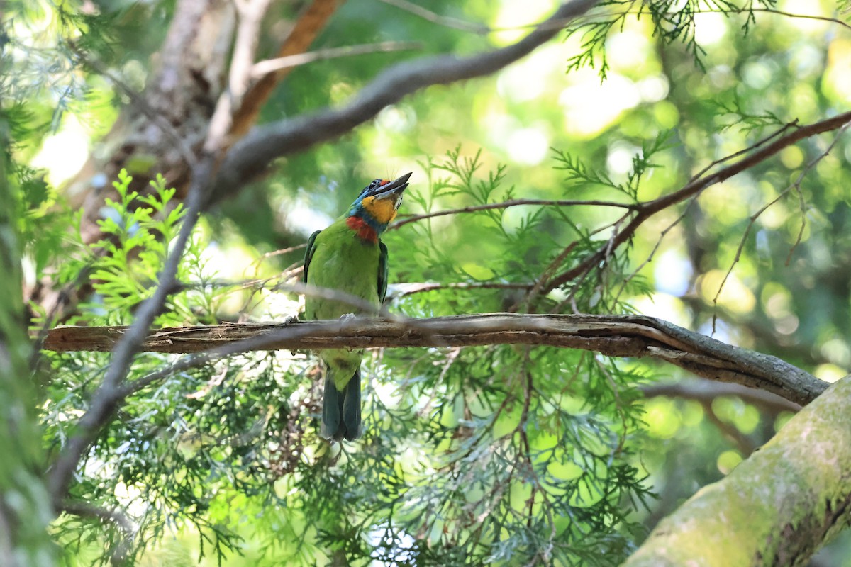 Taiwan Barbet - ML643865126
