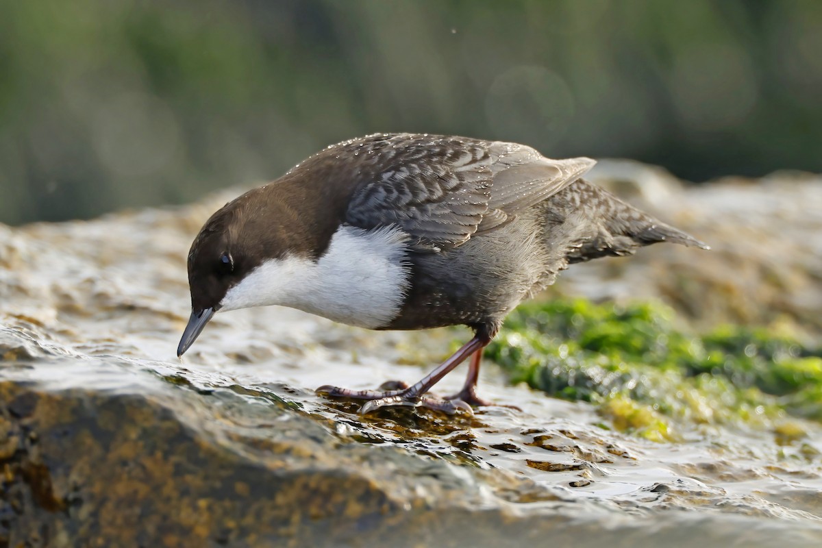 White-throated Dipper - ML643865127