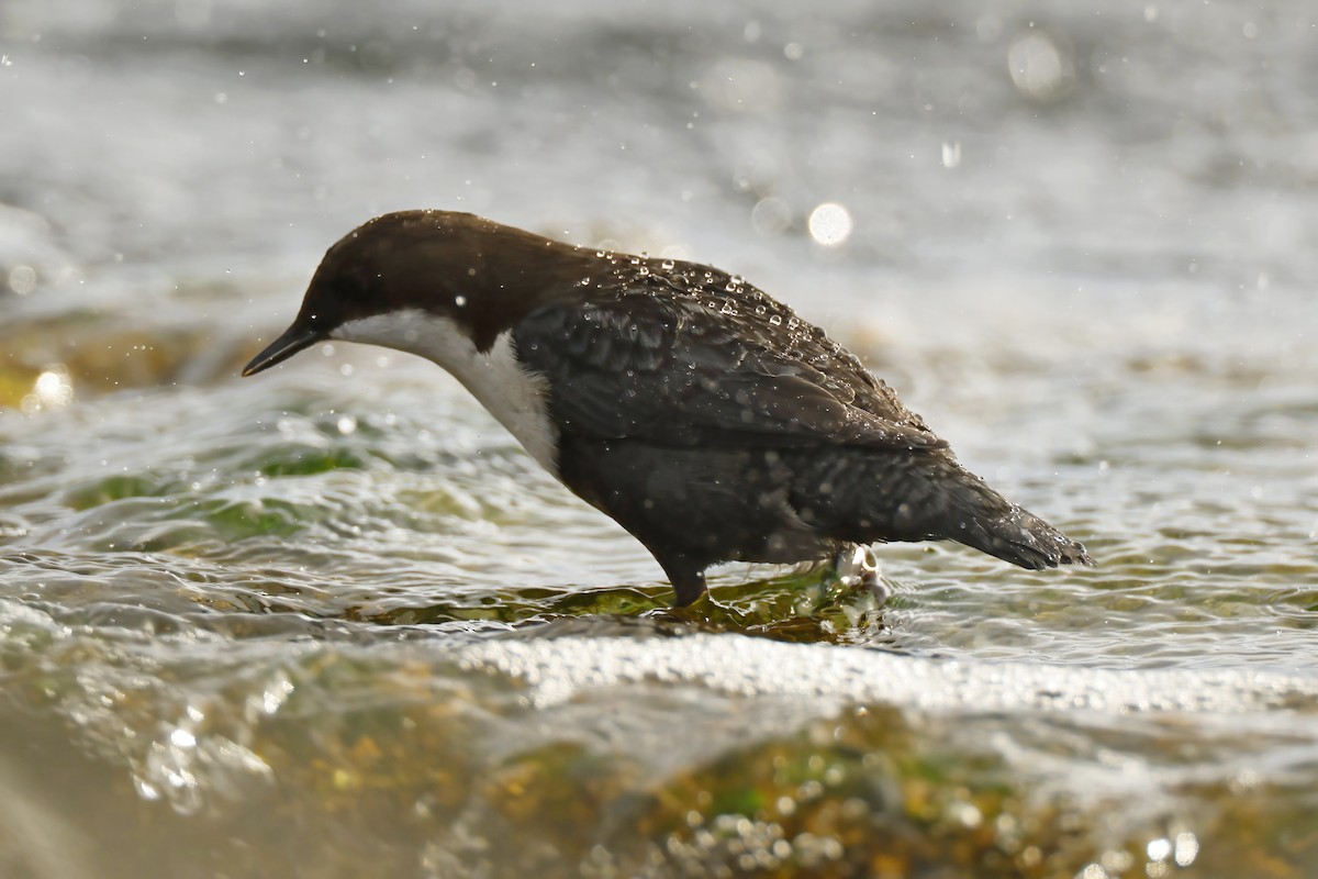 White-throated Dipper - ML643865128