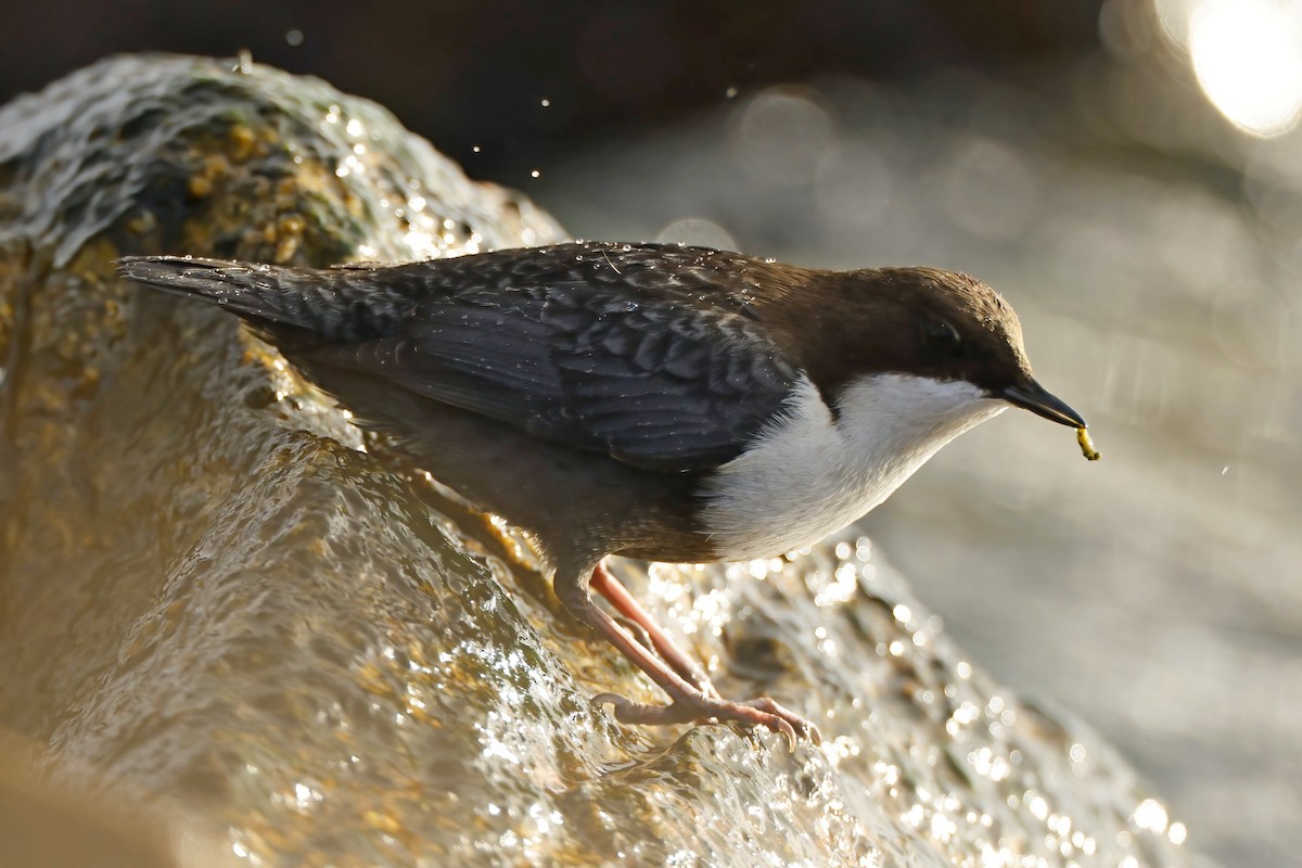 White-throated Dipper - ML643865129