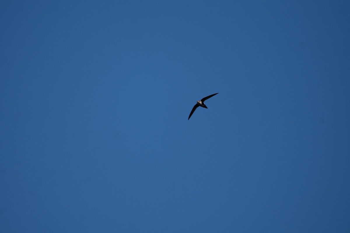 White-throated Swift - ML643865130