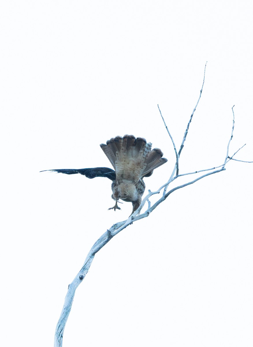 Red-tailed Hawk - ML643865131