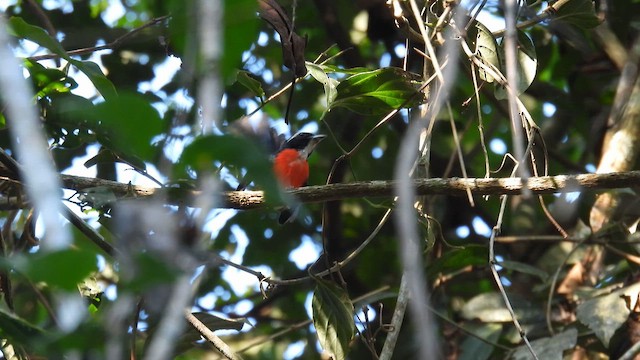 Rose-breasted Chat - ML643865132