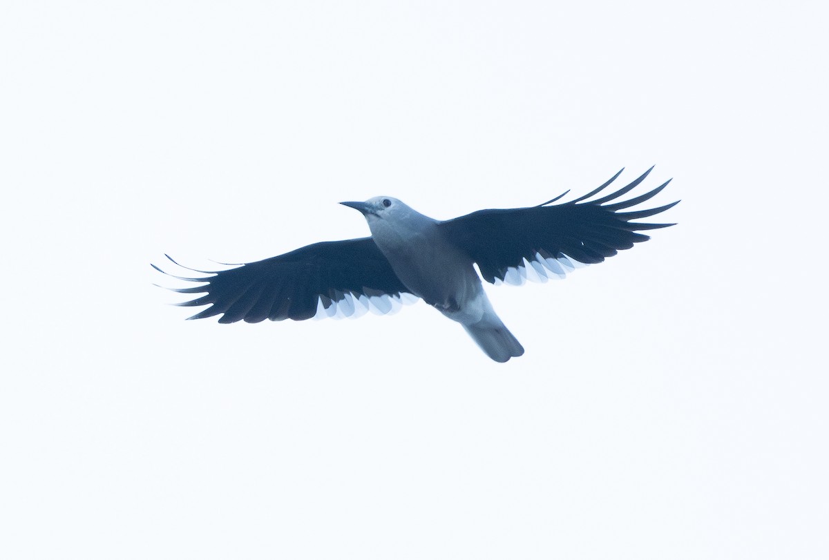 Clark's Nutcracker - ML643865133
