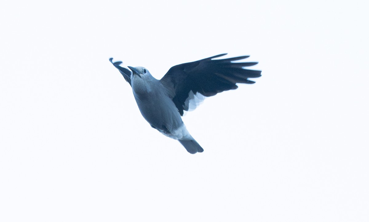 Clark's Nutcracker - ML643865134