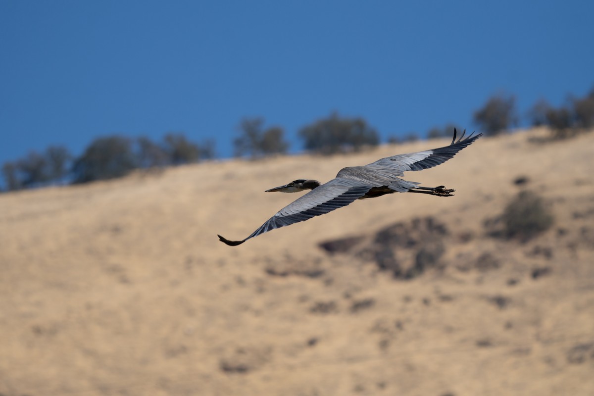 Great Blue Heron - ML643865135