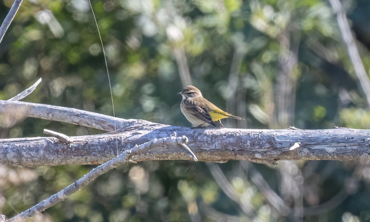 Palm Warbler (Western) - ML643865137