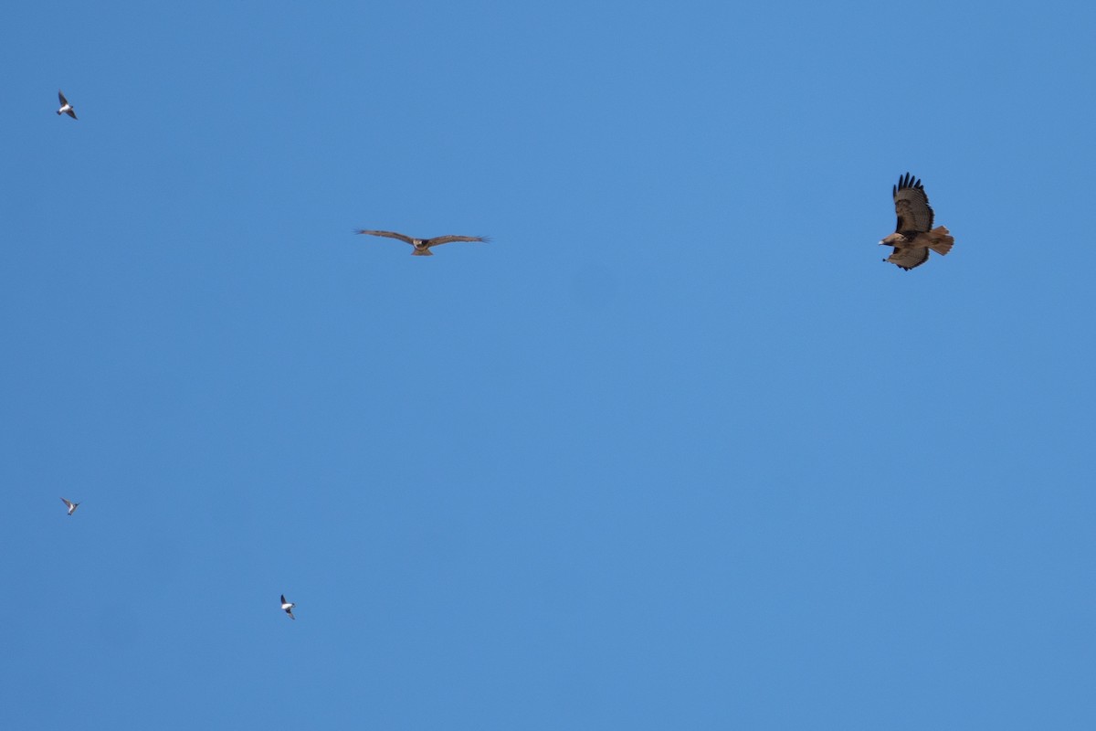 Red-tailed Hawk - ML643865138