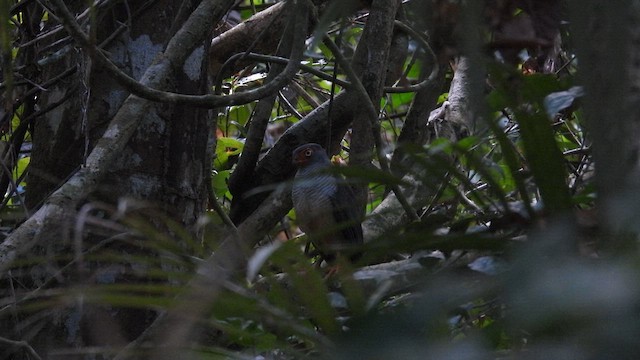 Cryptic Forest-Falcon - ML643865139