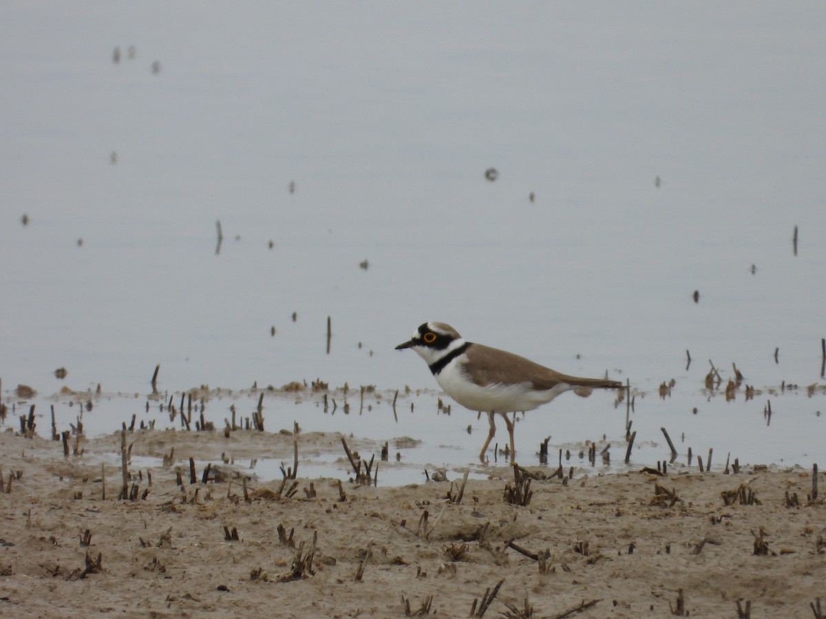 Little Ringed Plover - ML643865141