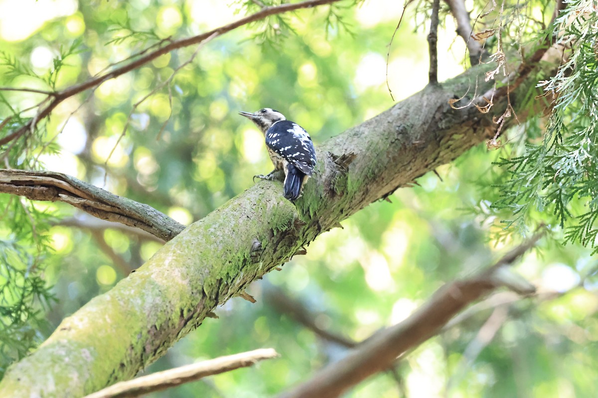 Gray-capped Pygmy Woodpecker - ML643865142