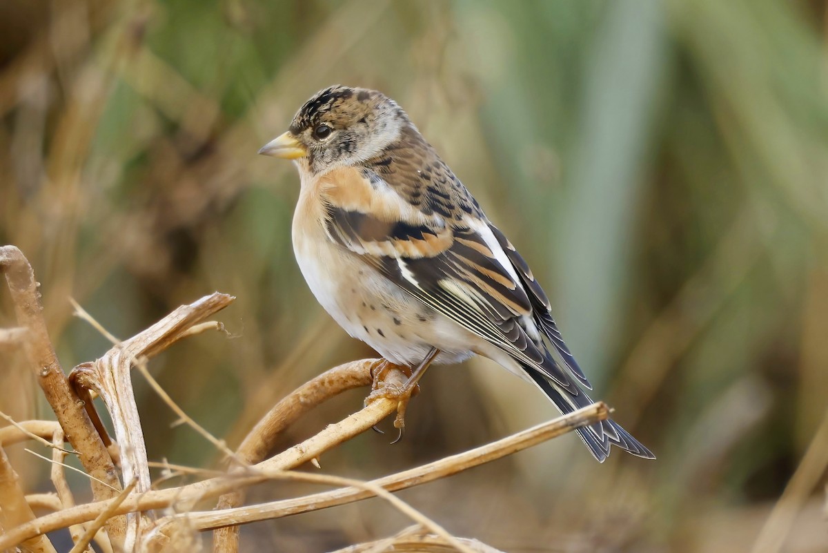 Brambling - ML643865143