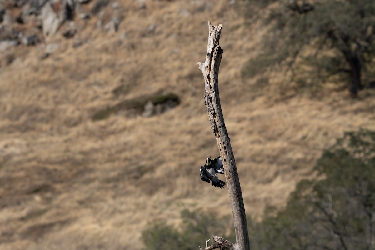 Acorn Woodpecker - ML643865144