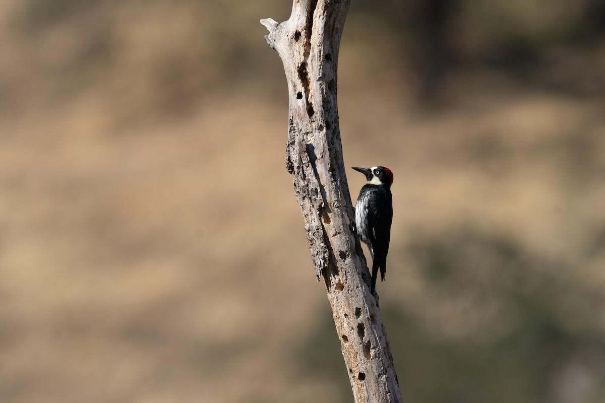 Acorn Woodpecker - ML643865145