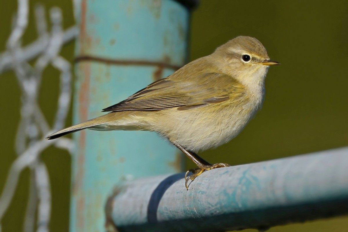 Common Chiffchaff - ML643865146