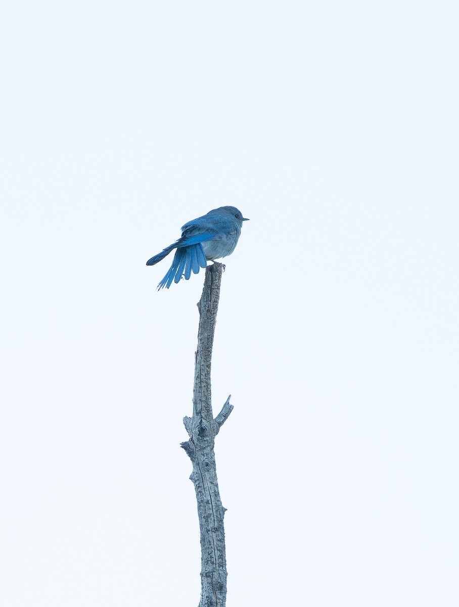 Mountain Bluebird - ML643865147
