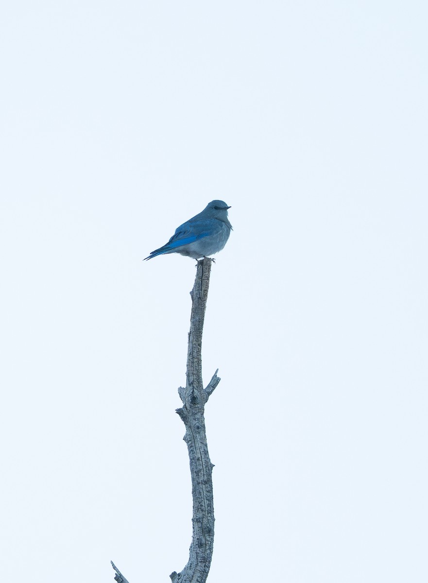 Mountain Bluebird - ML643865148