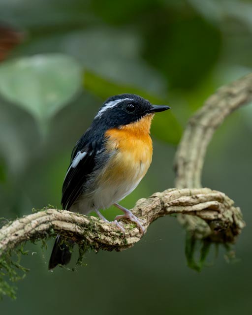 Rufous-chested Flycatcher - ML643865149