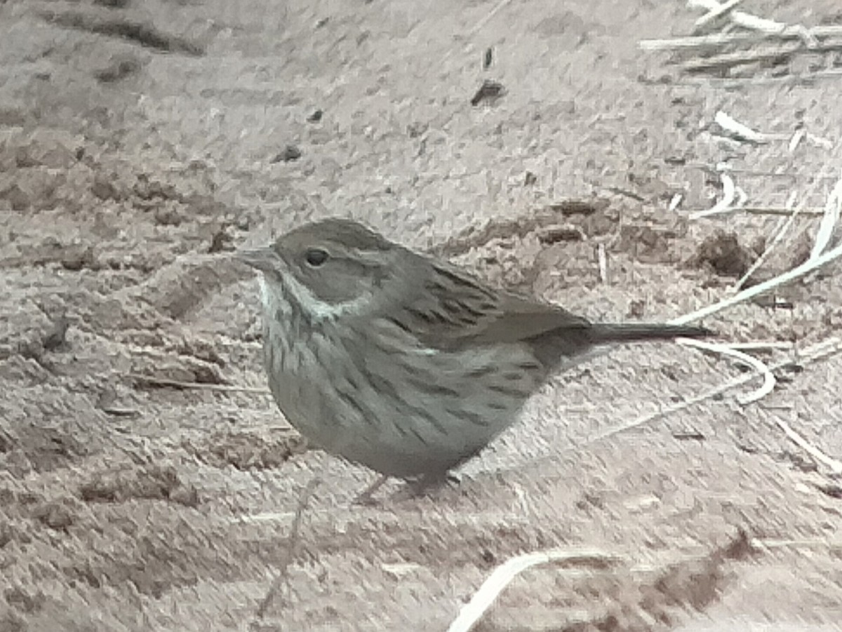 Black-faced Bunting - ML643865158