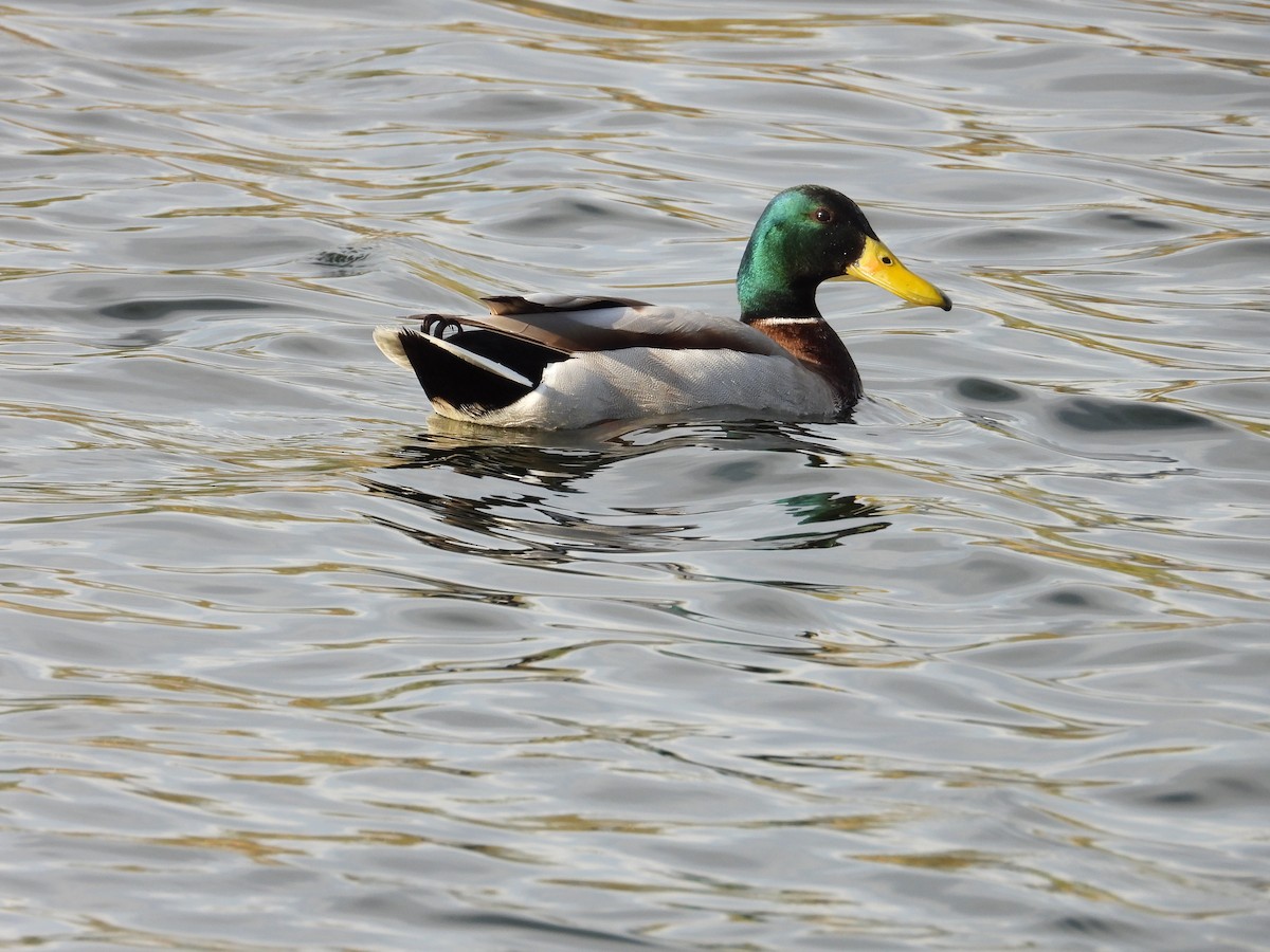 Mallard - ML643865160