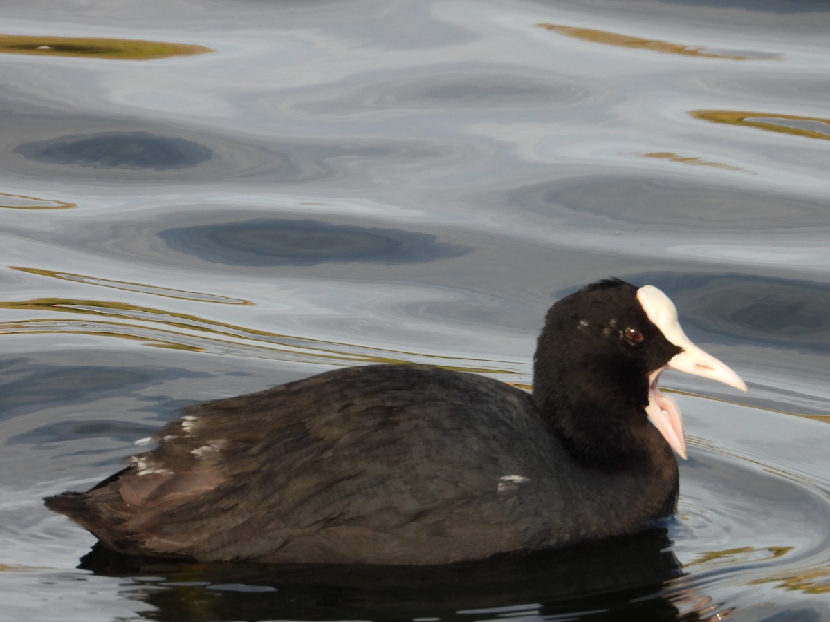 Eurasian Coot - ML643865161