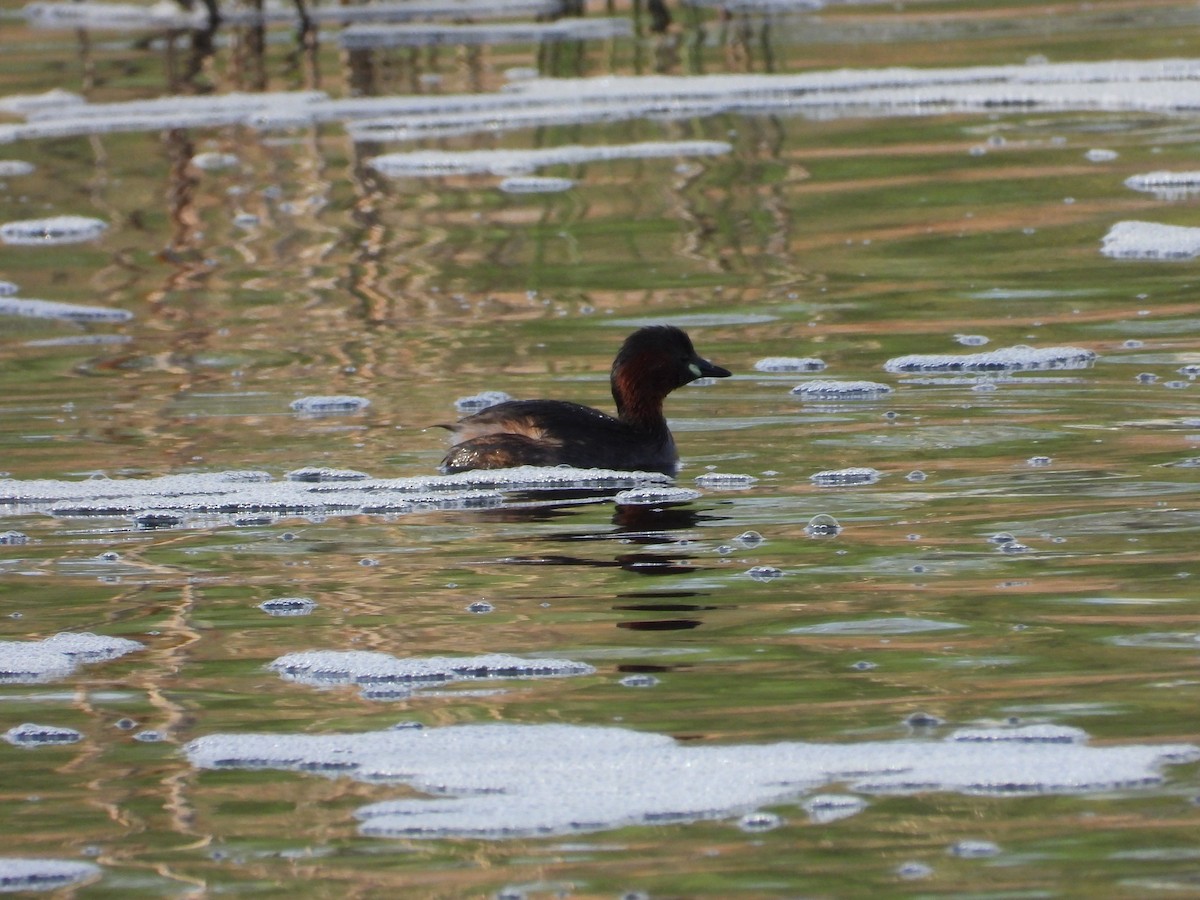 Little Grebe - ML643865169