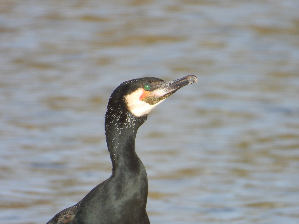 Great Cormorant - ML643865171