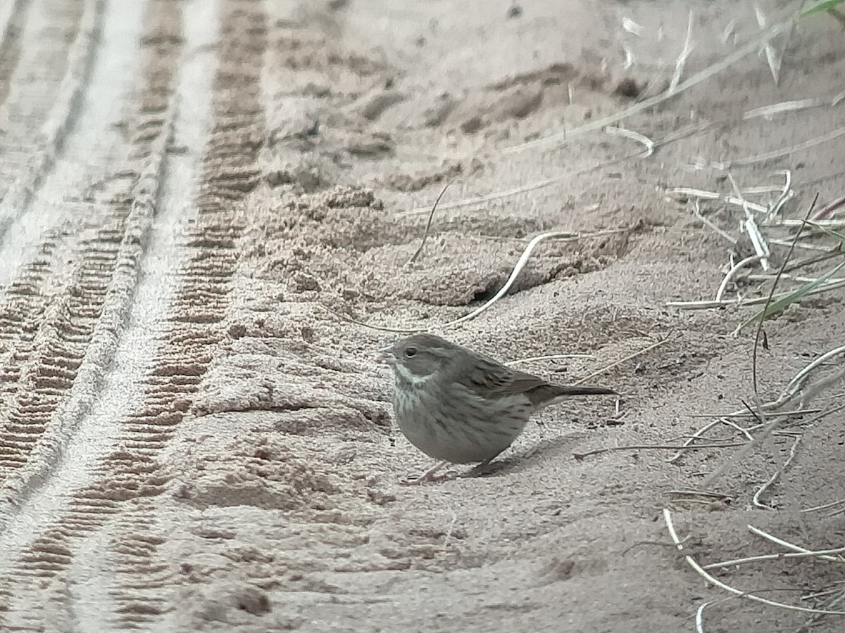Black-faced Bunting - ML643865179