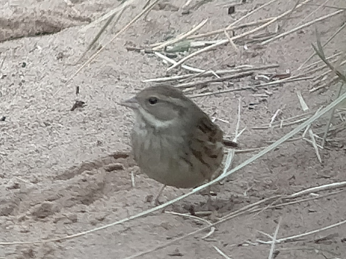 Black-faced Bunting - ML643865180