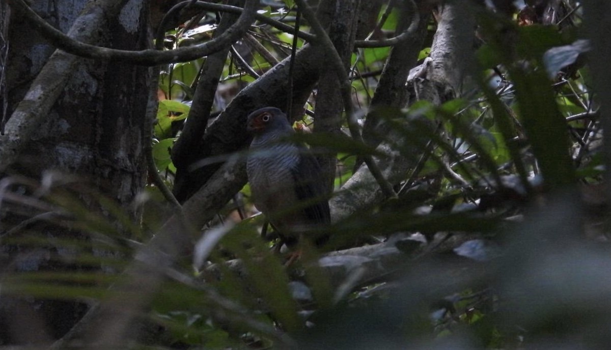 Cryptic Forest-Falcon - ML643865188