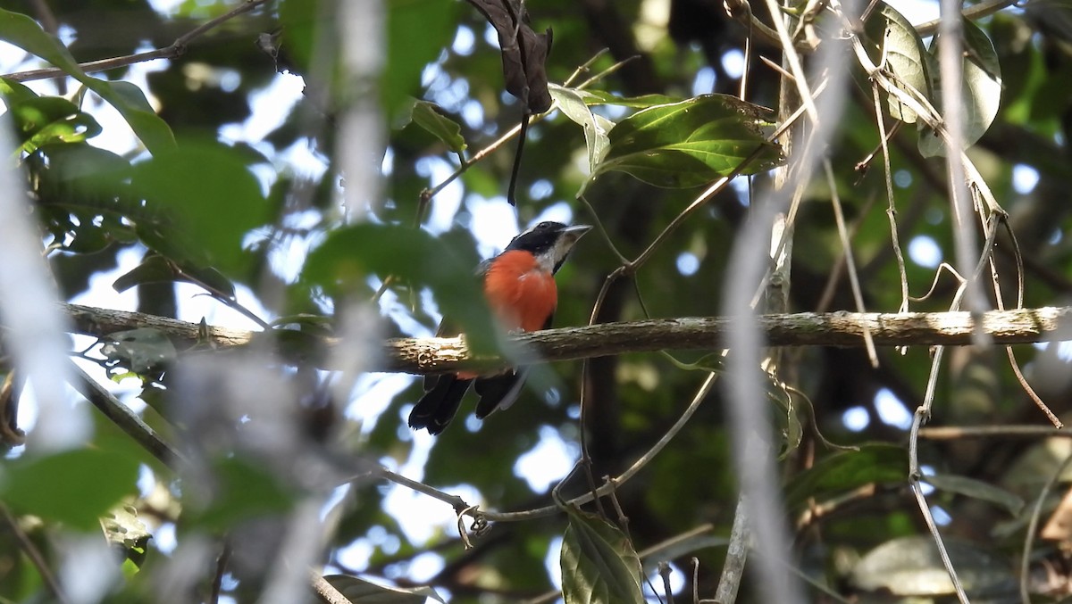 Rose-breasted Chat - ML643865192