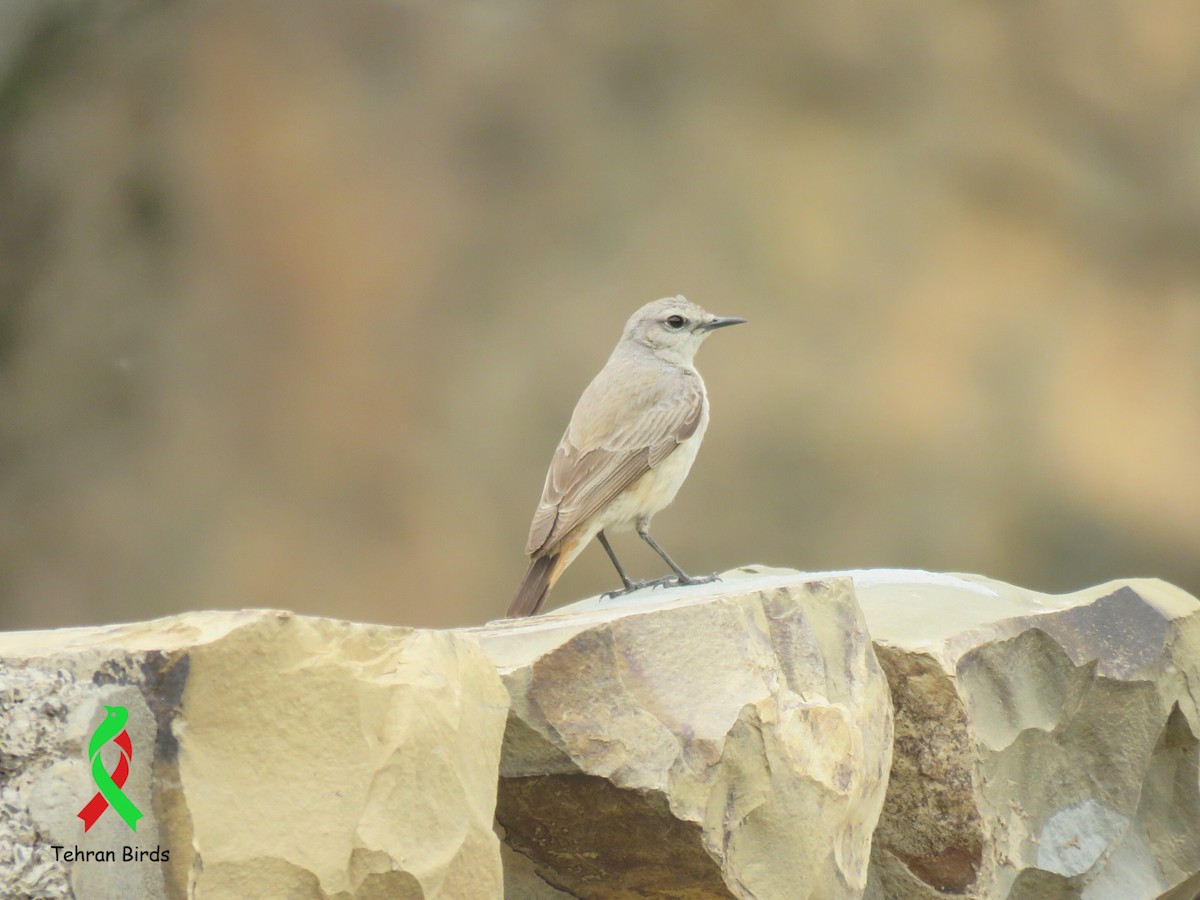 Persian Wheatear - ML643865195