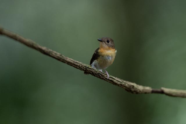 Papamoscas Pechirrufo - ML643865199