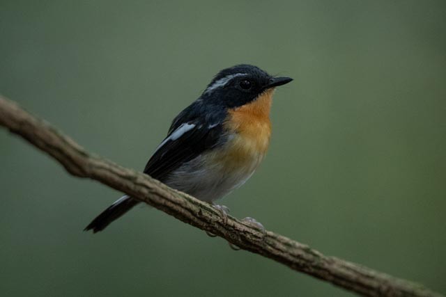 Papamoscas Pechirrufo - ML643865201