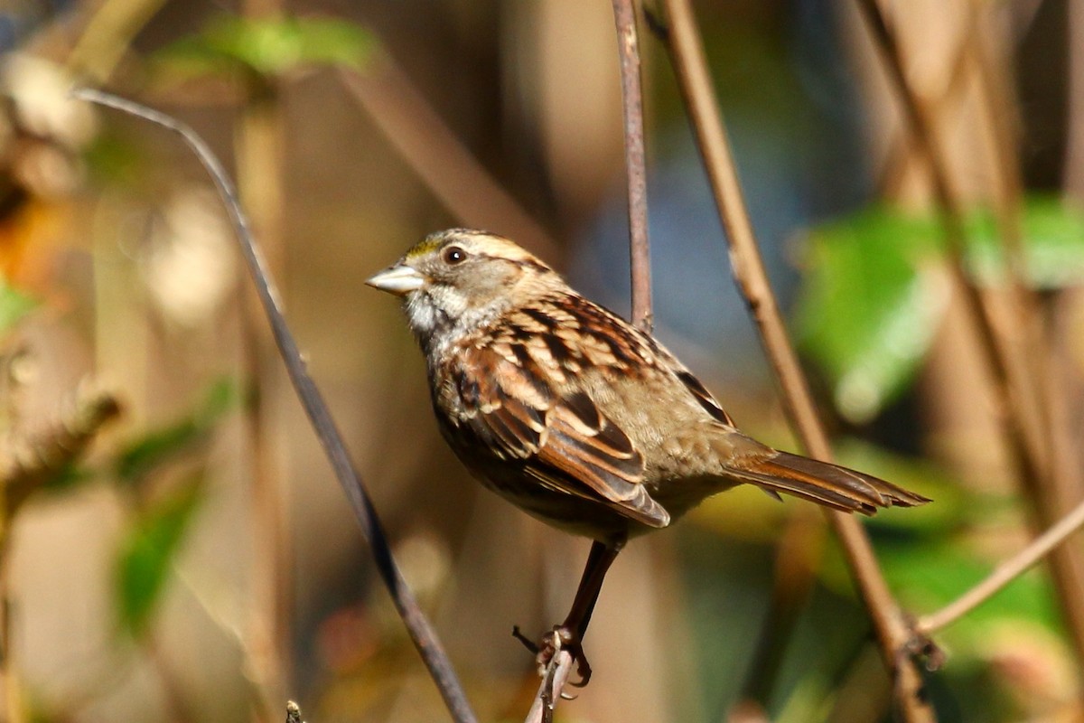 White-throated Sparrow - ML643865208