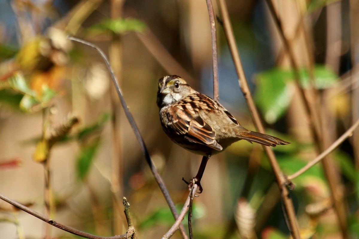 White-throated Sparrow - ML643865209