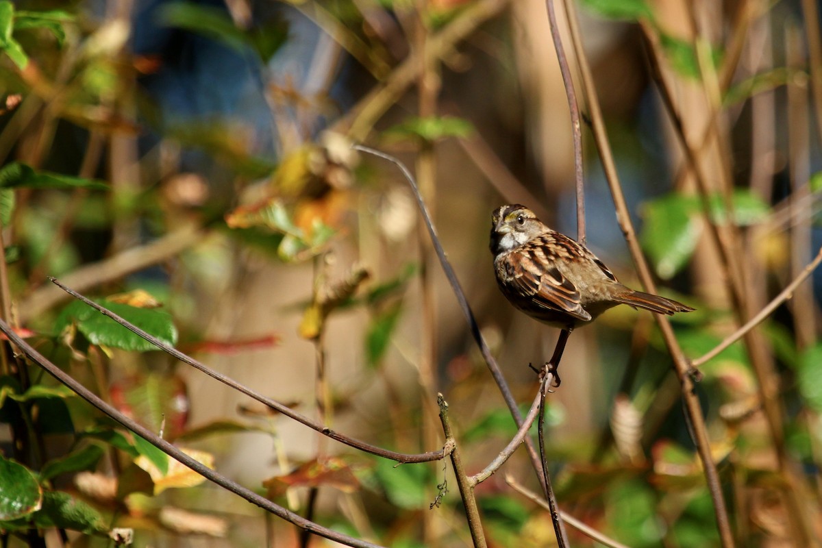 White-throated Sparrow - ML643865210