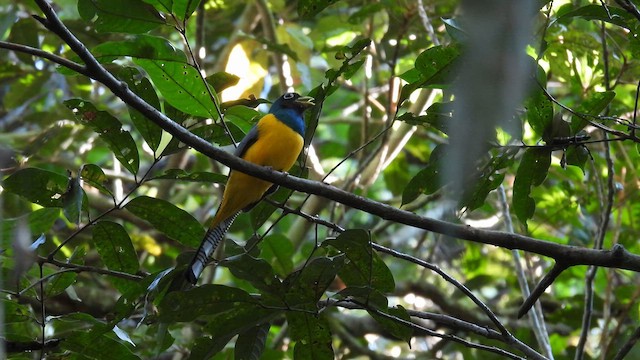 Amazonian Black-throated Trogon - ML643865211