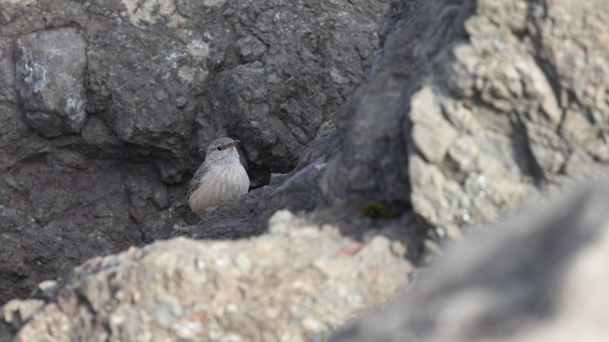 Rock Wren - ML643865214