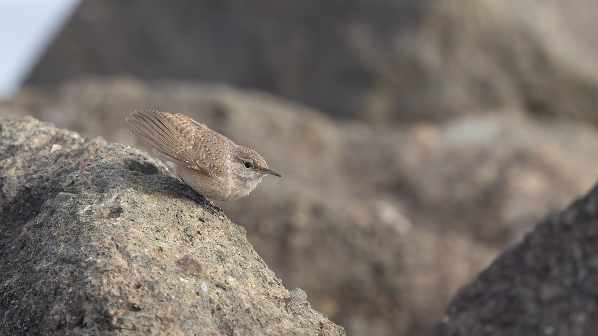 Rock Wren - ML643865215
