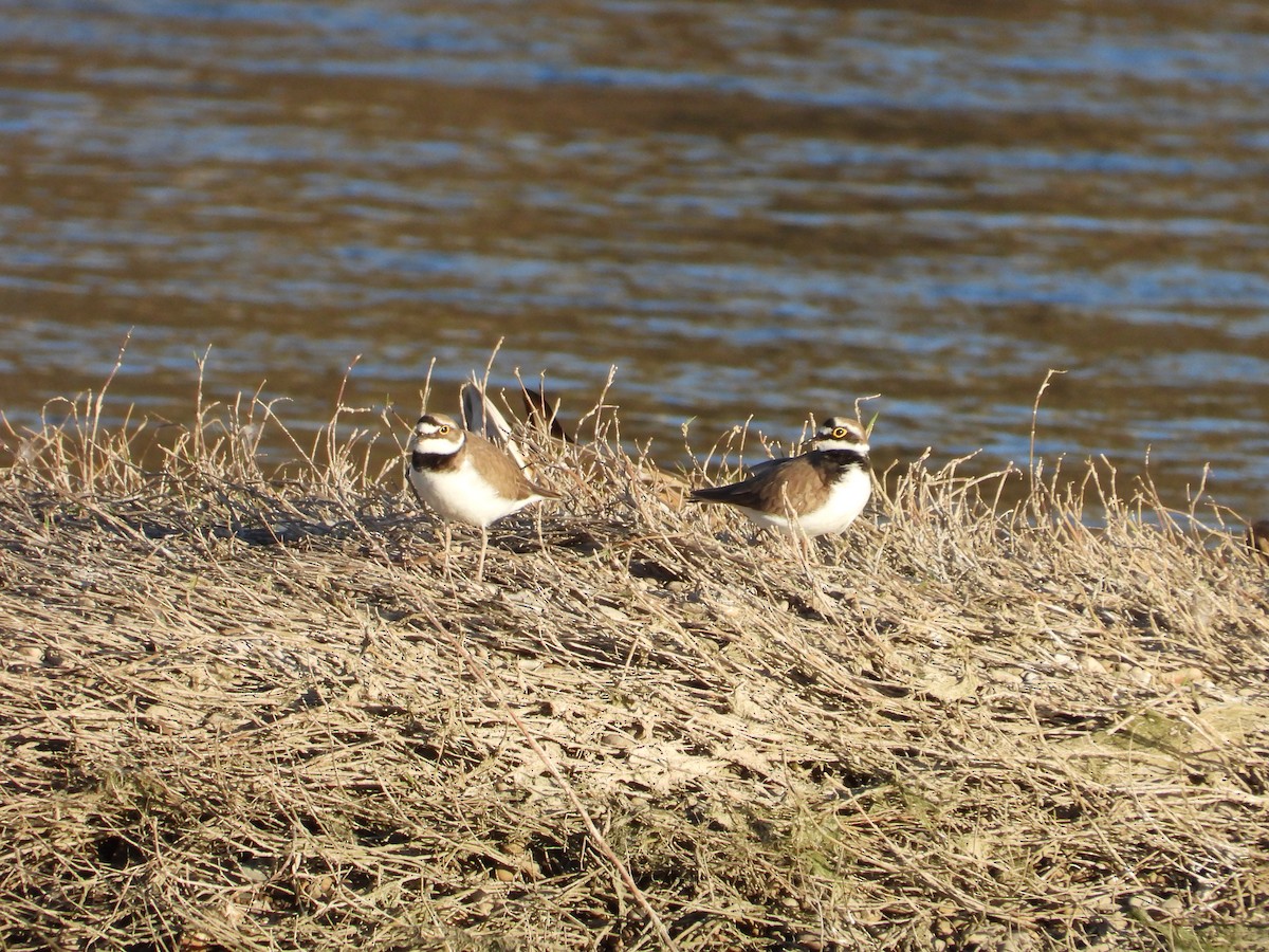 Little Ringed Plover - ML643865216