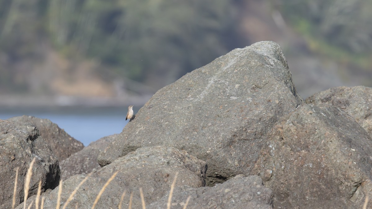 Rock Wren - ML643865217
