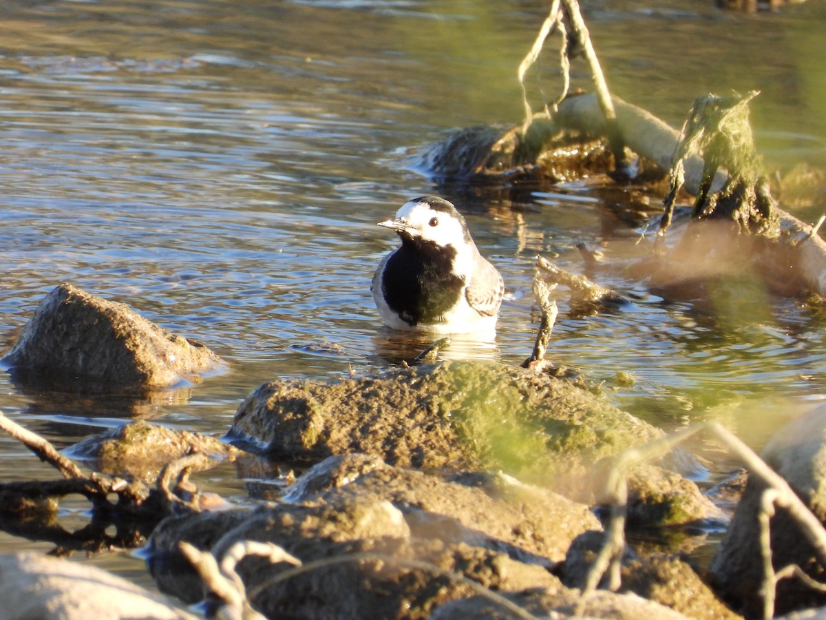 White Wagtail - ML643865219
