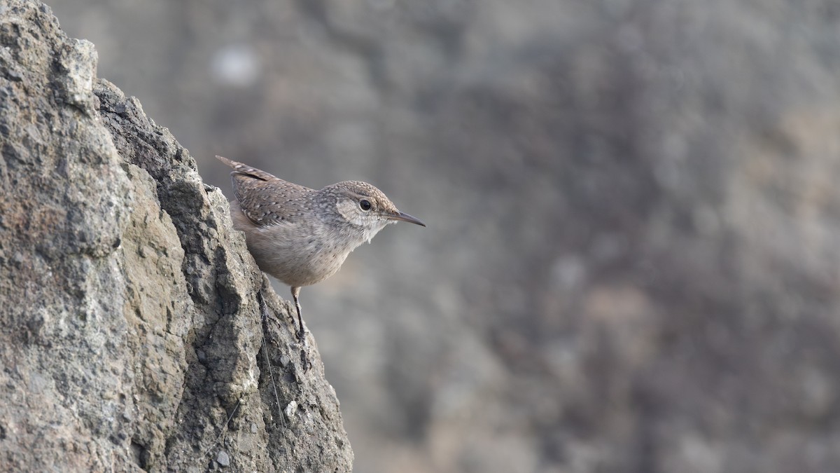 Rock Wren - ML643865221