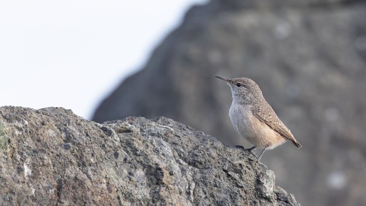 Rock Wren - ML643865222