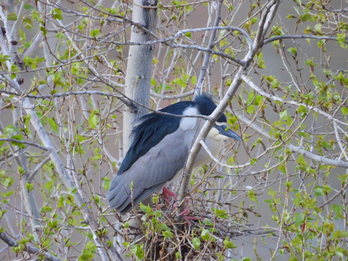 Black-crowned Night Heron - ML643865224