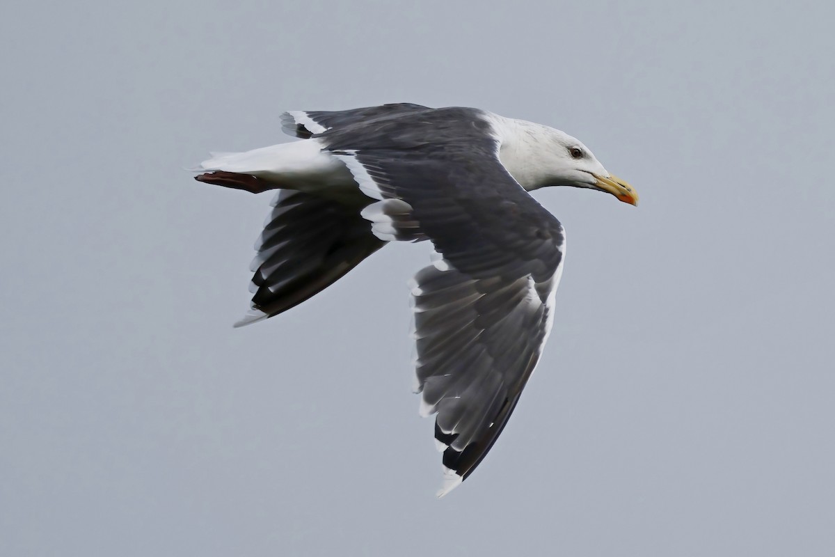 Great Black-backed Gull - ML643865225